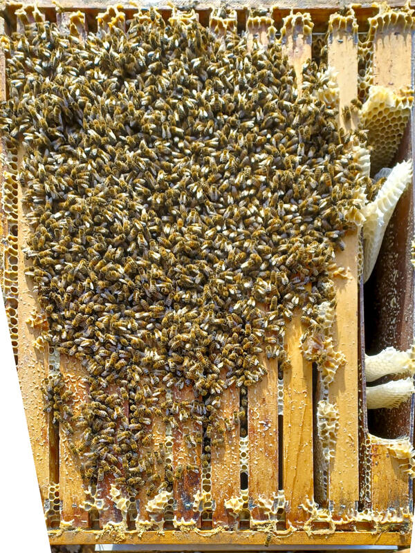 Bienen drängen sich eng auf ihren Waben